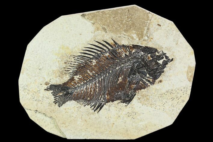 Bargain Fossil Fish (Cockerellites) - Green River Formation #129629